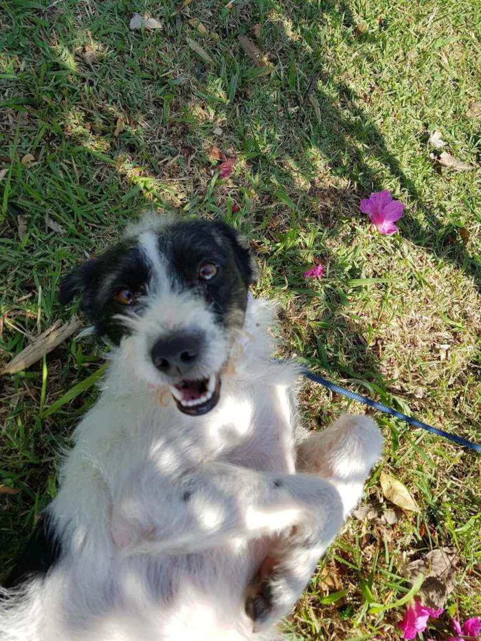 Cachorro ra a Srd  idade 2 anos nome July