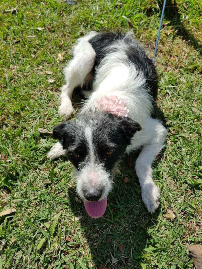 Cachorro ra a Srd  idade 2 anos nome July