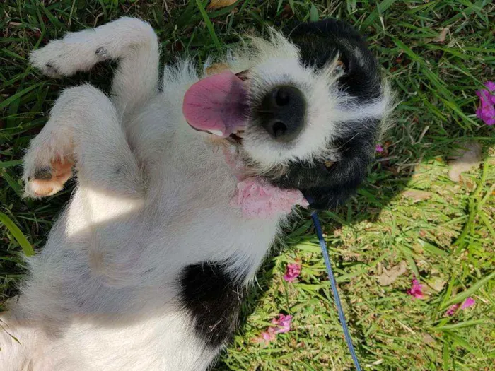 Cachorro ra a Srd  idade 2 anos nome July