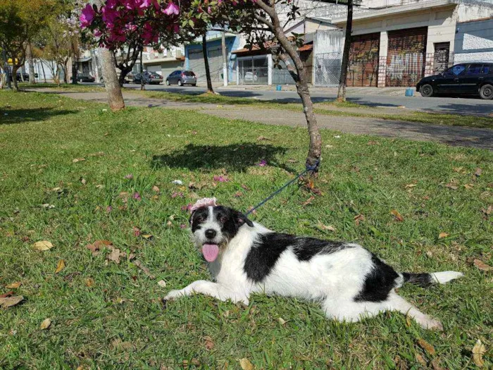 Cachorro ra a Srd  idade 2 anos nome July