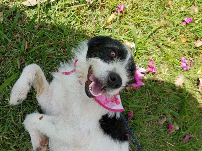 Cachorro ra a Srd  idade 2 anos nome July