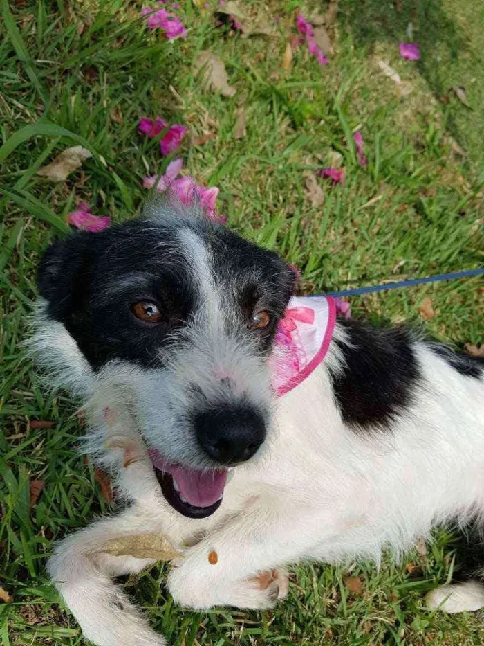 Cachorro ra a Srd  idade 2 anos nome July