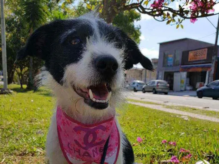 Cachorro ra a Srd  idade 2 anos nome July