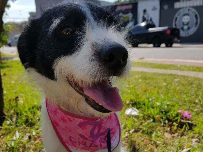 Cachorro ra a Srd  idade 2 anos nome July