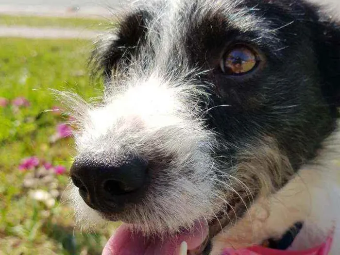 Cachorro ra a Srd  idade 2 anos nome July