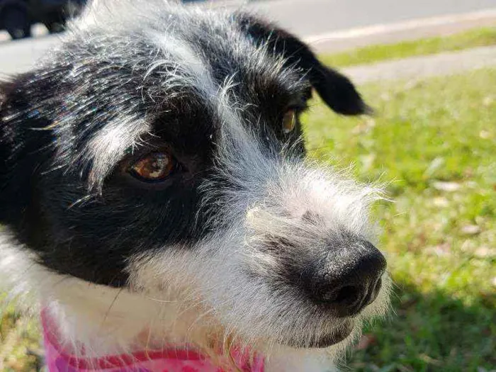 Cachorro ra a Srd  idade 2 anos nome July