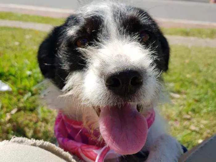 Cachorro ra a Srd  idade 2 anos nome July