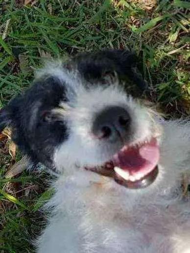 Cachorro ra a Srd  idade 2 anos nome July