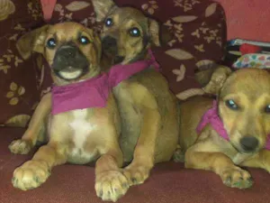 Cachorro raça NÃO SEI INFORMAR  idade 2 a 6 meses nome NÃO TEM NOME