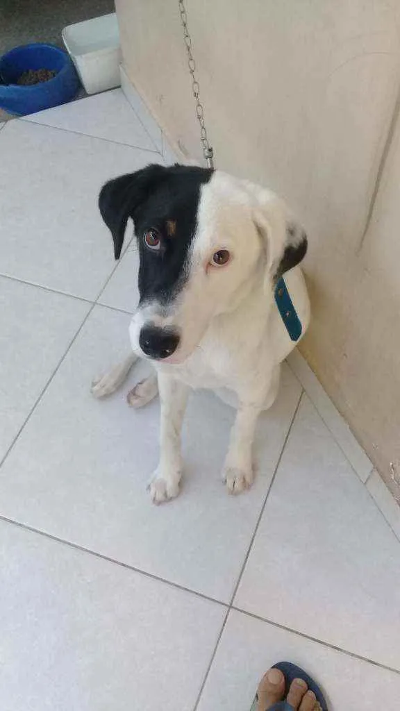 Cachorro raça  idade 7 a 11 meses nome Bob