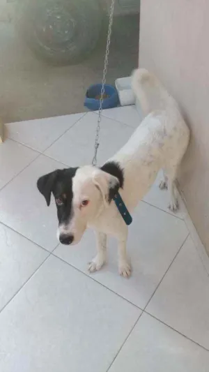 Cachorro raça  idade 7 a 11 meses nome Bob
