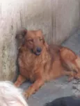 Pitt
