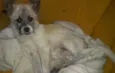 Spike e Nina