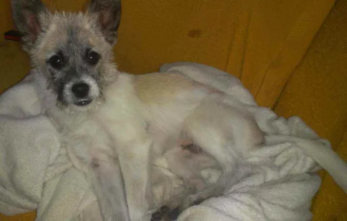 Cachorro raça Poodle idade 2 a 6 meses nome Spike e Nina