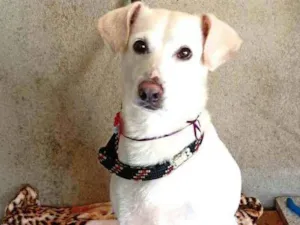 Cachorro raça  idade 1 ano nome Malú