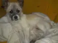 Spike e Nina