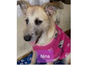 Cachorro raça srd idade 1 ano nome Nina