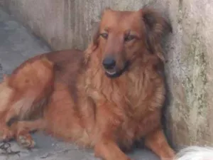 Cachorro raça SRD idade 3 anos nome Pitt
