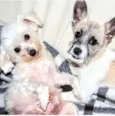Spike e Nina