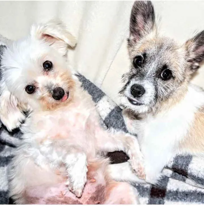 Cachorro raça Poodle idade 2 a 6 meses nome Spike e Nina