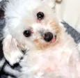 Spike e Nina