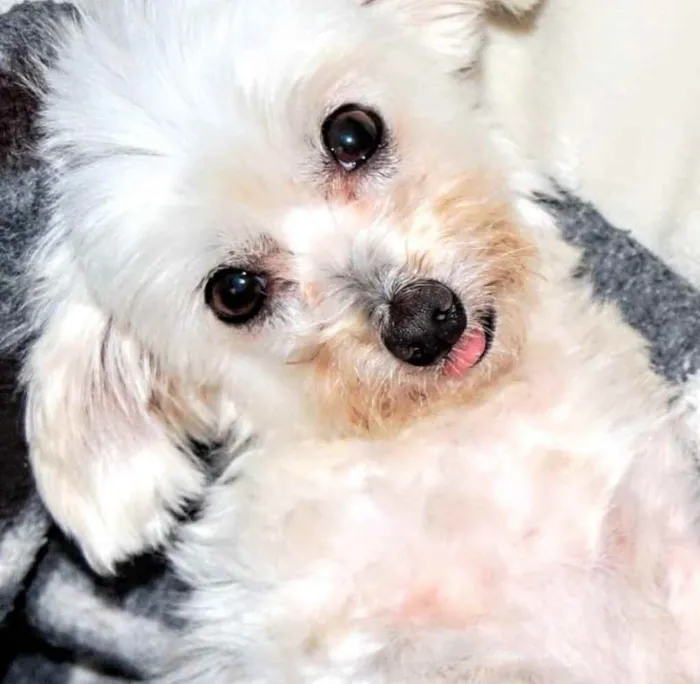 Cachorro raça Poodle idade 2 a 6 meses nome Spike e Nina