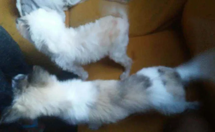Cachorro raça Poodle idade 2 a 6 meses nome Spike e Nina