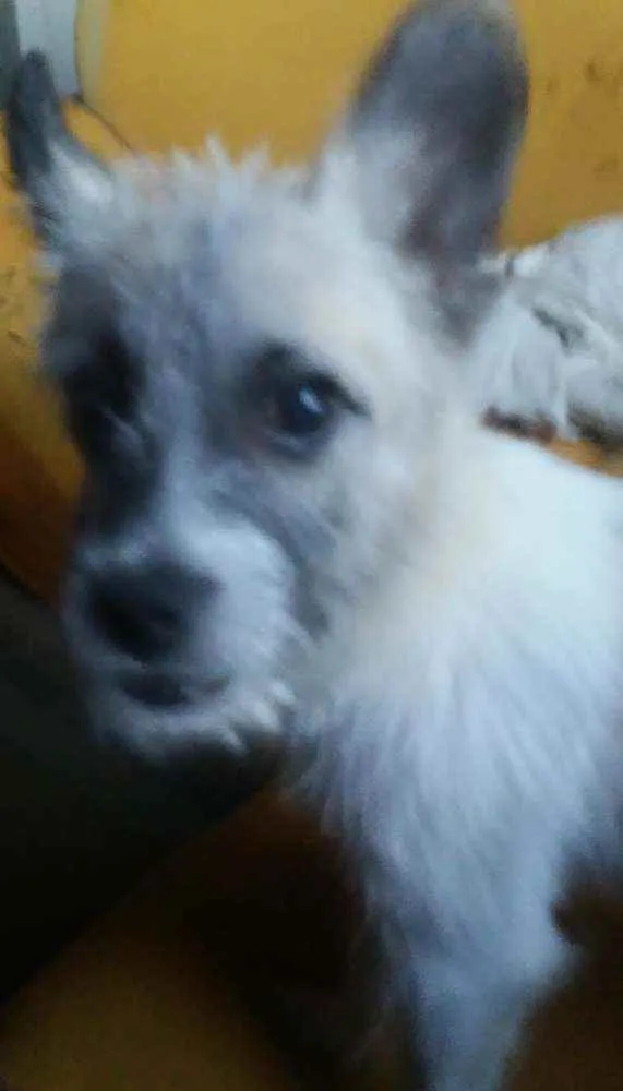 Cachorro raça Poodle idade 2 a 6 meses nome Spike e Nina
