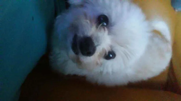 Cachorro raça Poodle idade 2 a 6 meses nome Spike e Nina