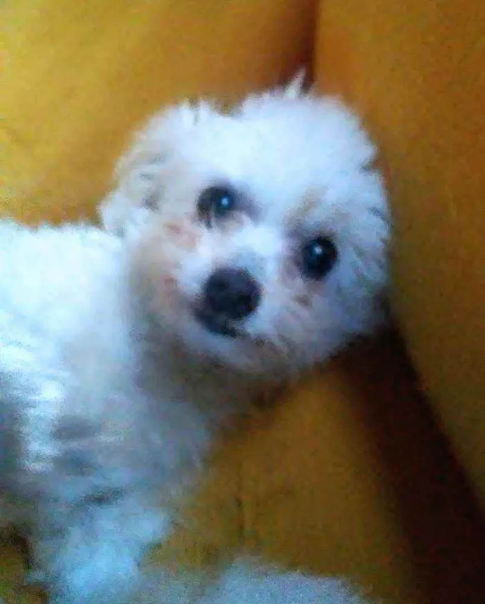 Cachorro raça Poodle idade 2 a 6 meses nome Spike e Nina