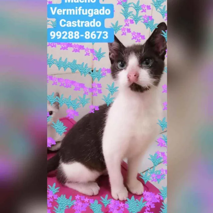 Gato raça Sem raça definida  idade 2 a 6 meses nome Batman