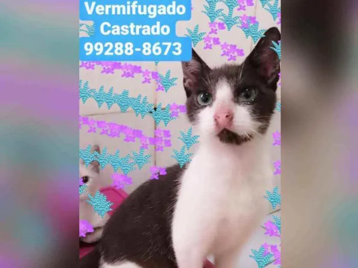 Gato raça Sem raça definida  idade 2 a 6 meses nome Batman