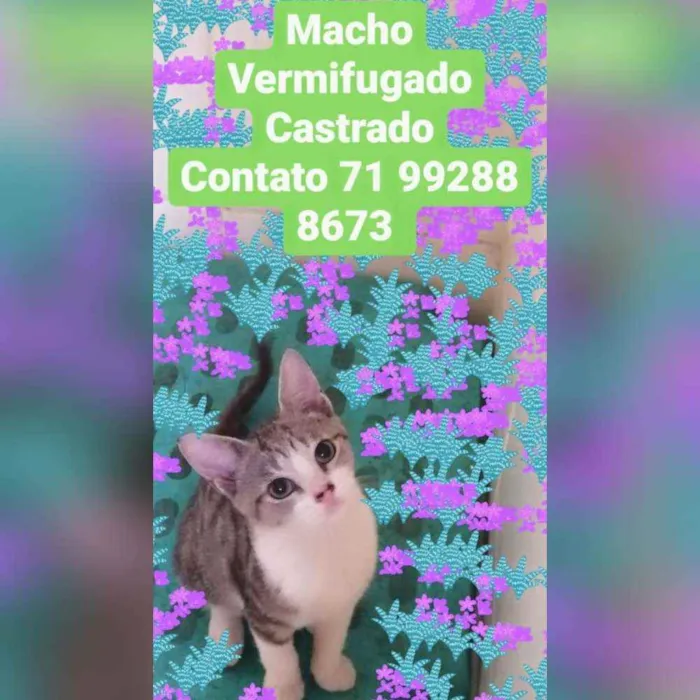 Gato raça Sem raça definida  idade 2 a 6 meses nome Denguinho 