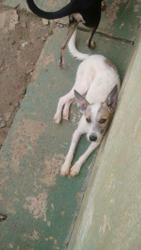 Cachorro ra a Pinscher3 e vira lata  idade 1 ano nome Pretinha e Branquinh