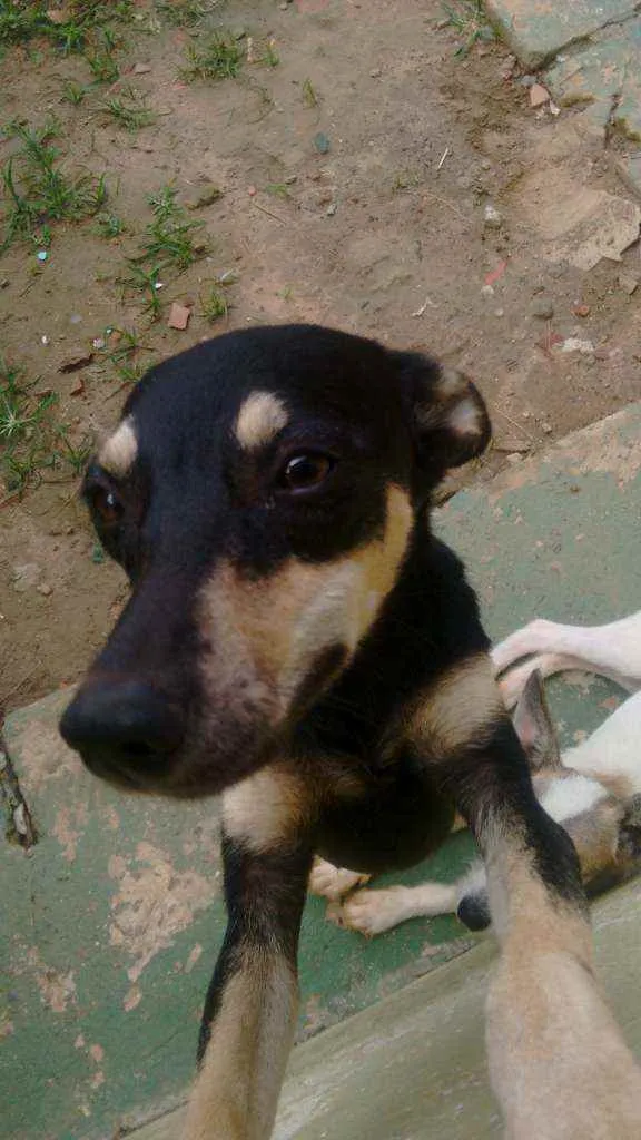 Cachorro ra a Pinscher3 e vira lata  idade 1 ano nome Pretinha e Branquinh