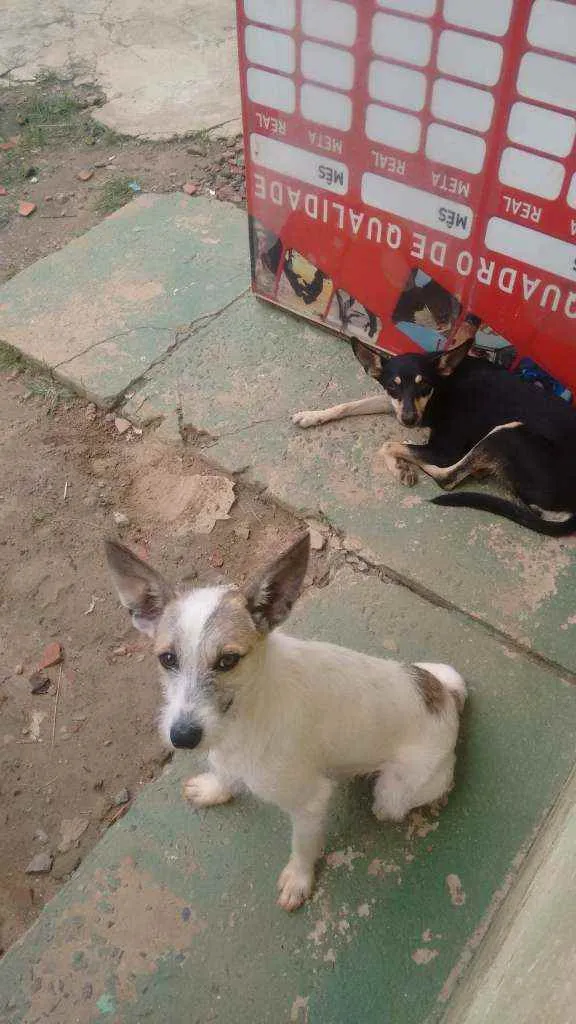 Cachorro ra a Pinscher3 e vira lata  idade 1 ano nome Pretinha e Branquinh