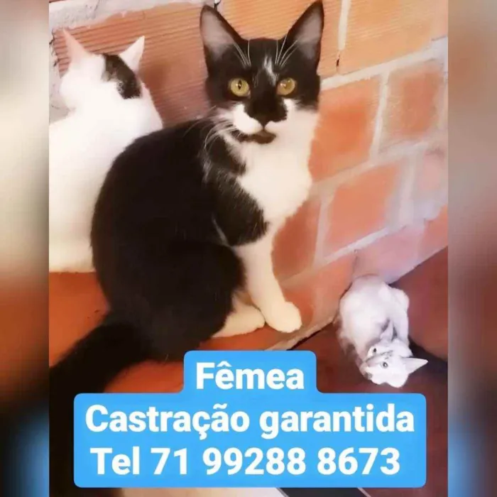 Gato raça Sem raça definida  idade 2 a 6 meses nome Mel