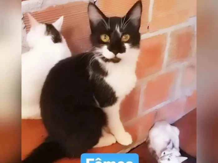 Gato raça Sem raça definida  idade 2 a 6 meses nome Mel