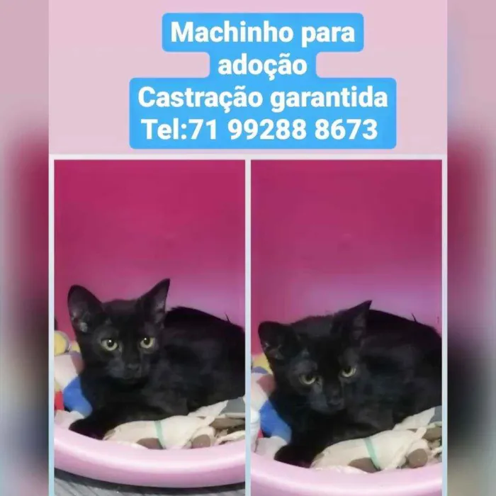 Gato raça Sem raça definida  idade 2 a 6 meses nome Rubi