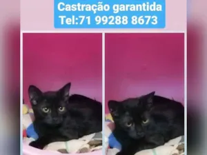 Gato raça Sem raça definida  idade 2 a 6 meses nome Rubi
