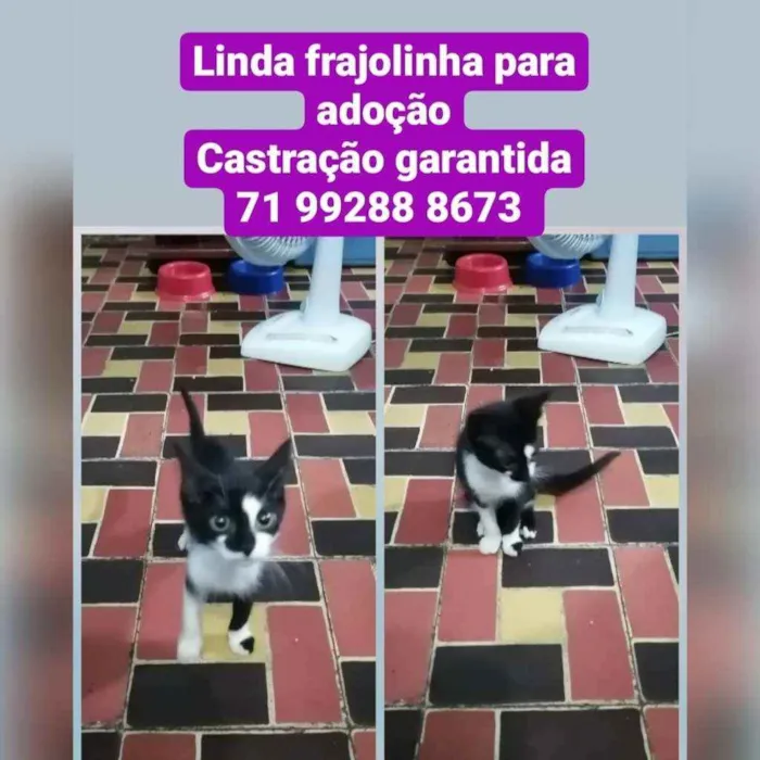 Gato raça Sem raça definida  idade 2 a 6 meses nome Frajola 