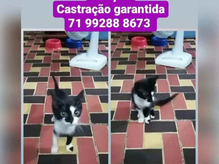 Gato raça Sem raça definida  idade 2 a 6 meses nome Frajola 