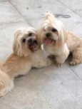 Luck e Bruce