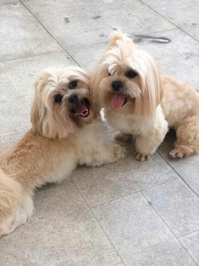 Cachorro ra a Ilhasa apso idade 4 anos nome Luck e Bruce