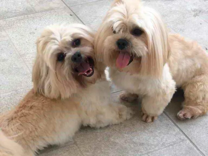 Cachorro ra a Ilhasa apso idade 4 anos nome Luck e Bruce