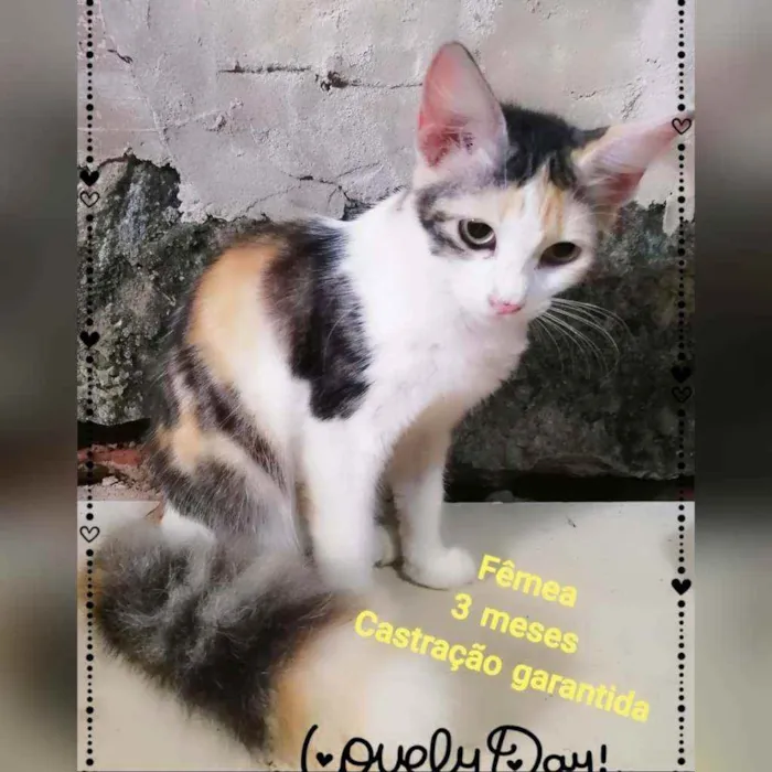 Gato raça Sem raça definida  idade 2 a 6 meses nome Cristal