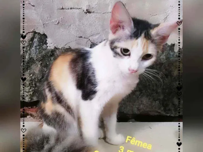 Gato raça Sem raça definida  idade 2 a 6 meses nome Cristal