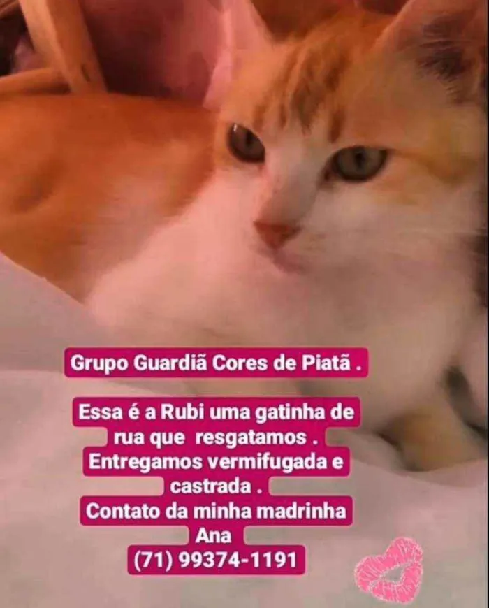 Gato raça Sem raça definida  idade 2 a 6 meses nome Rubi