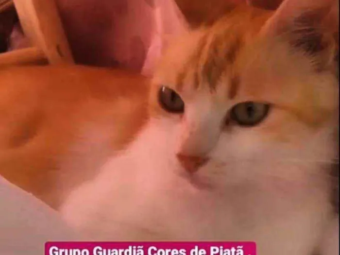 Gato raça Sem raça definida  idade 2 a 6 meses nome Rubi