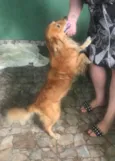 Caramelo